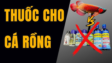 Thuốc nào hiệu quả để trị bệnh cá rồng ?
