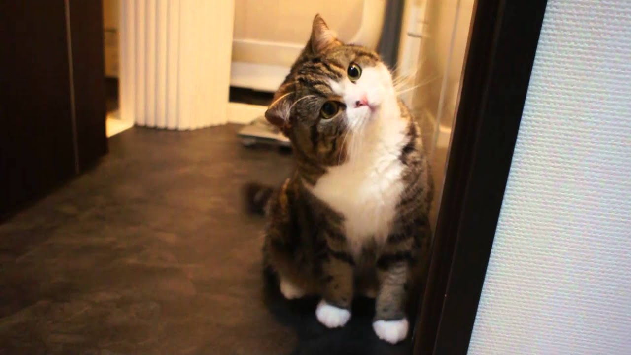 いろいろなねこ６。-Many Maru 6.-