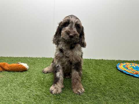 Video Cockapoo