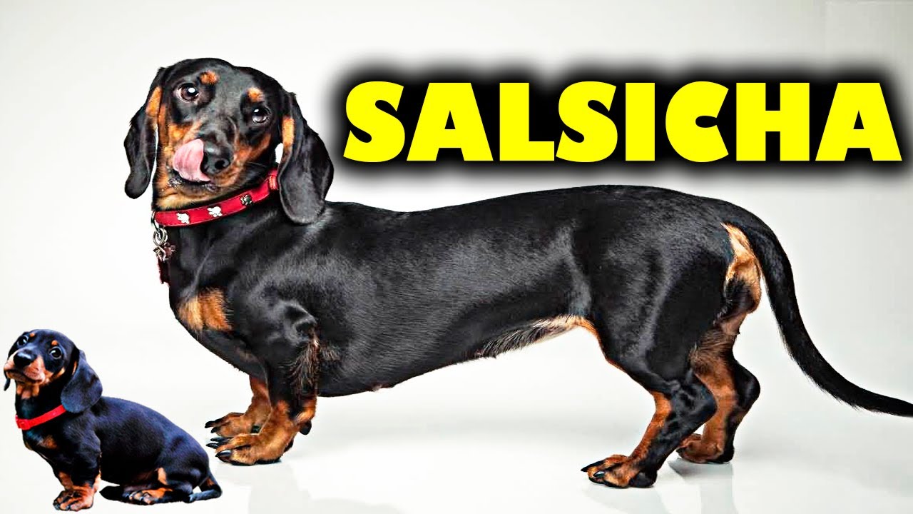 Quanto Custa O Filhote De Dachshund?
