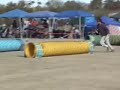 DOG TRAINING - Phoenix agility dog trainer Toni Drugmand