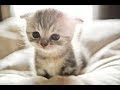 【癒し注意】子猫が可愛すぎてずっと見ていられる動画#1