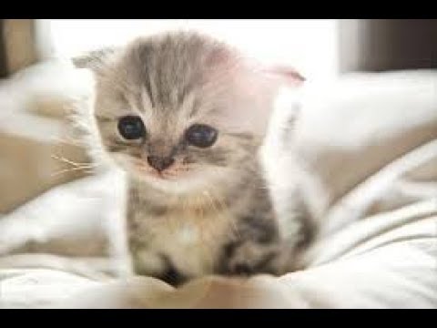 癒し注意 子猫が可愛すぎてずっと見ていられる動画 1 Youtube