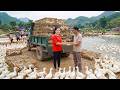 Timelapse Catching 1000+ Ducks from the Pond | Loading a Truck to Sell at Village Market