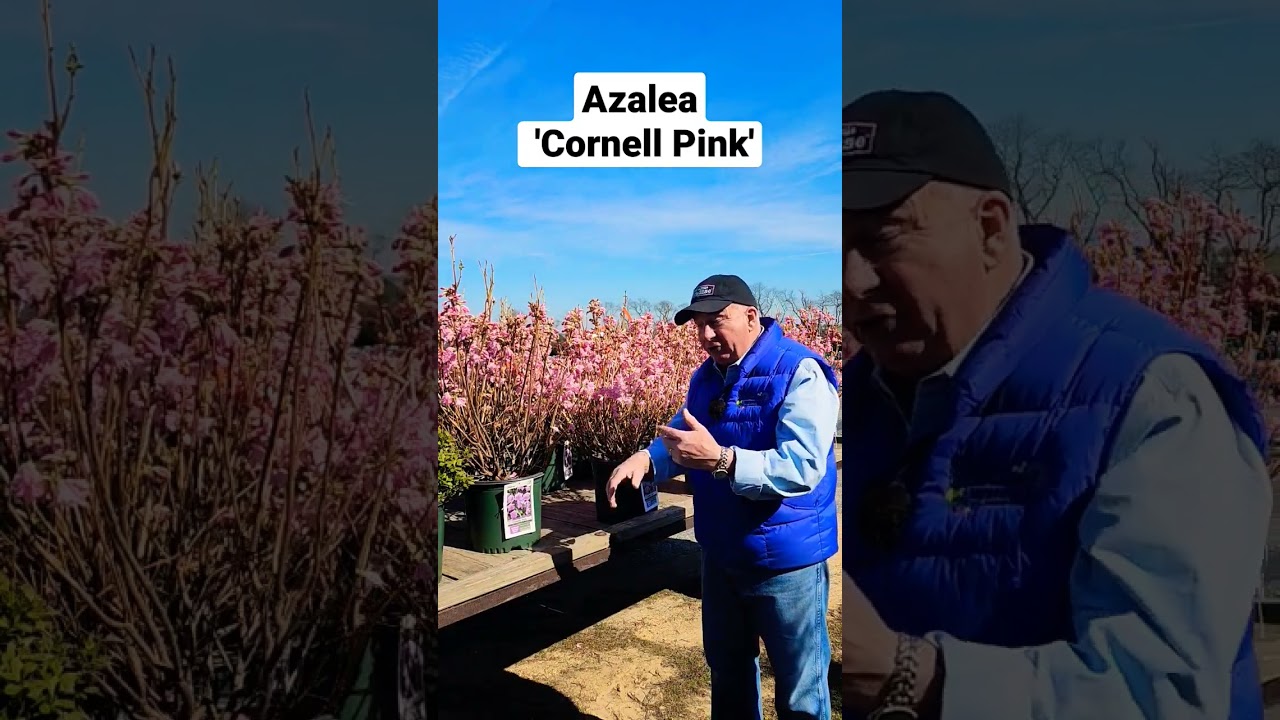 Azalea 'Cornell Pink' // Welcoming, Bright, (Very Early), Vivid Pink Garden Color In Spring😊👌💚👏