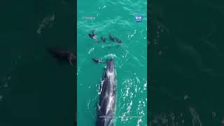 Kuzey balinaları 100 yıl sonra Patagonya kıyılarına döndü