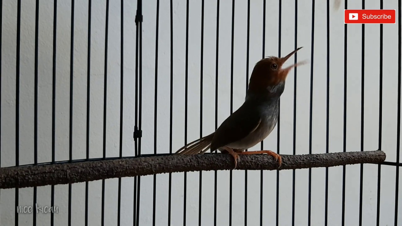 burung prenjak kepala merah gacor 
