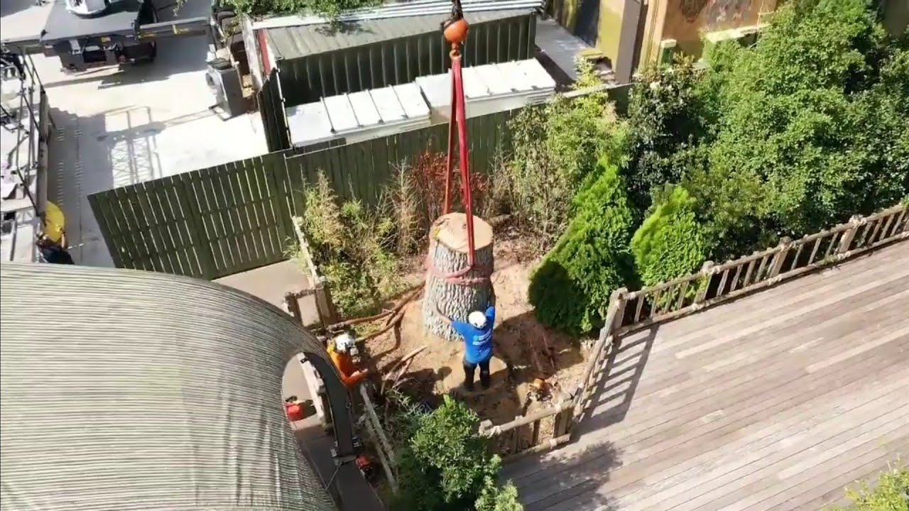 Time lapse ground work....large oak tree removal - YouTube