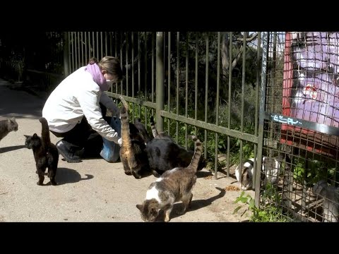 Video: First Person Dispatch: Vrijwilligerswerk Voor Dierenrechten In Griekenland - Matador Network