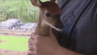 Rescuers save twin fawns after mother was hit by a car in Harris County