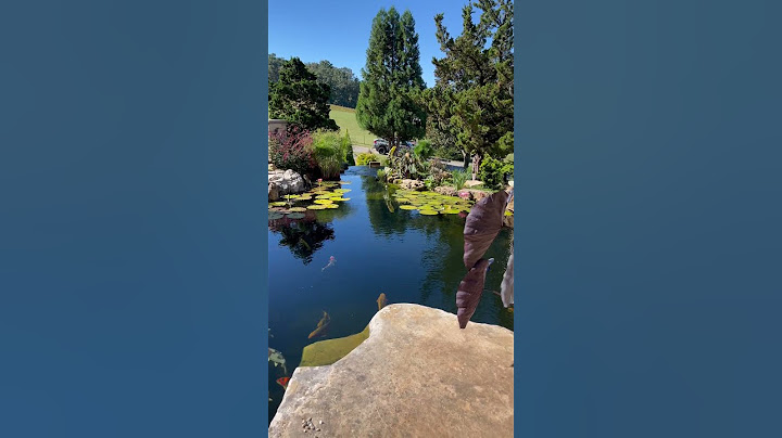 Will The Basement Flood? #shorts  #waterfeature  #koipond #gardendesign #naturalpool #swimpond