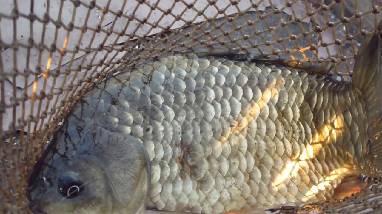 Рыбалка в Николаеве. Вожак. - YouTube