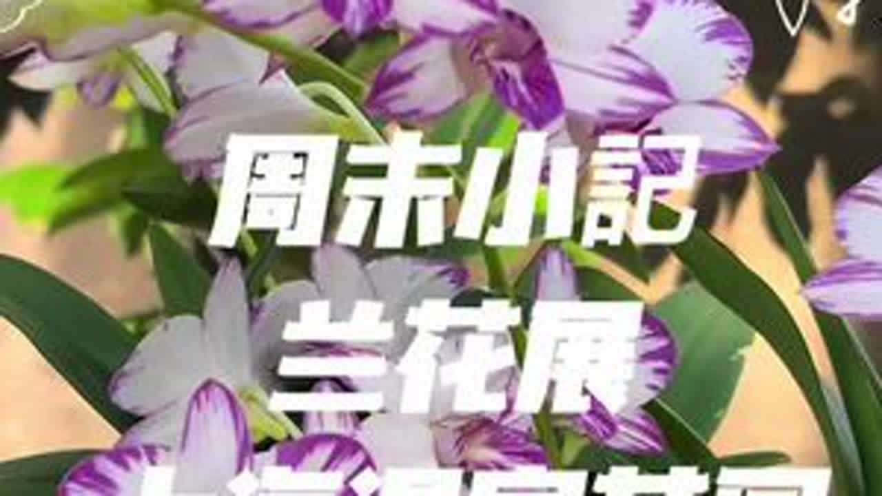 上海世博温室花园兰花小展，虽然没几盆，但是盆盆都非常美。😁😁😁#上海温室花园 #上海世博文化公园 #兰花