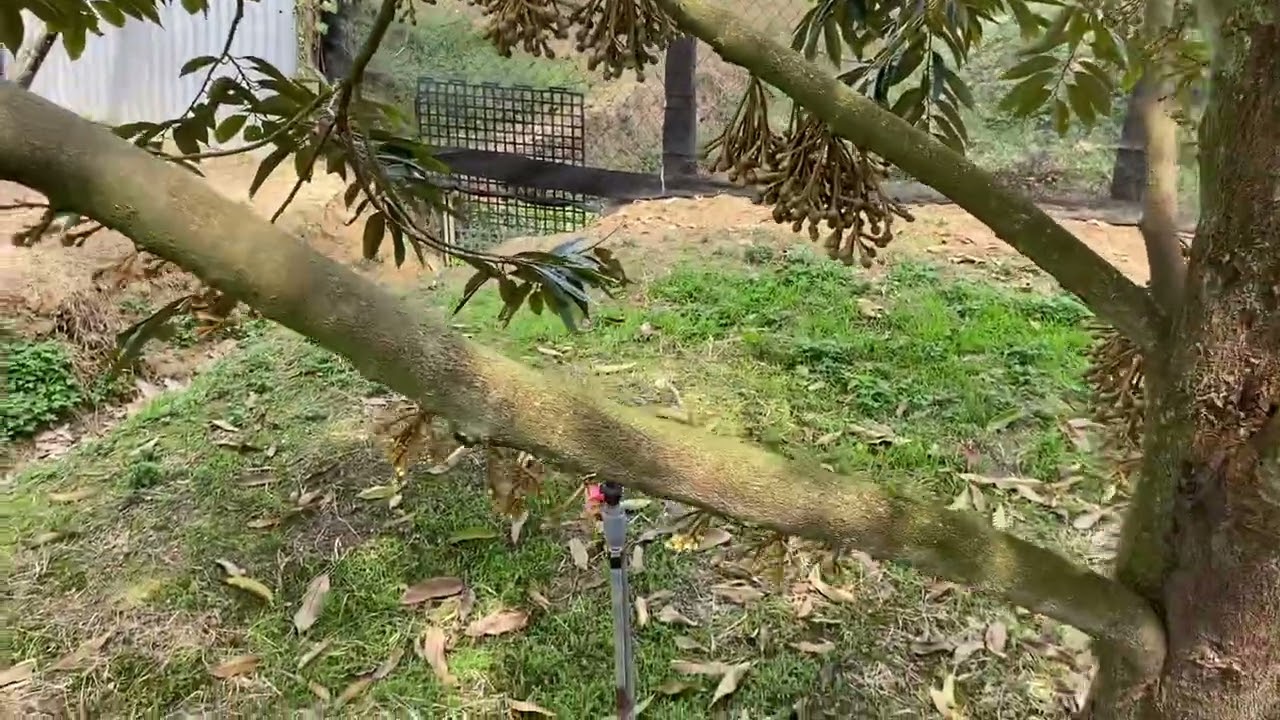 Cho gấu khổng lồ đi ở tại Tp Hồ Chí Minh,chi ân khách hàng 4 chú chó cái xù bắc hà giá ưu đãi.