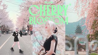 🌸 🇰🇷 4 Stunning CHERRY BLOSSOM Locations in Seoul, Korea 🌸 VLOG