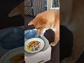 兄柴のご飯を奪うので、閉じ込められてふてくされる弟柴 #柴犬 #柴犬てぃーだ