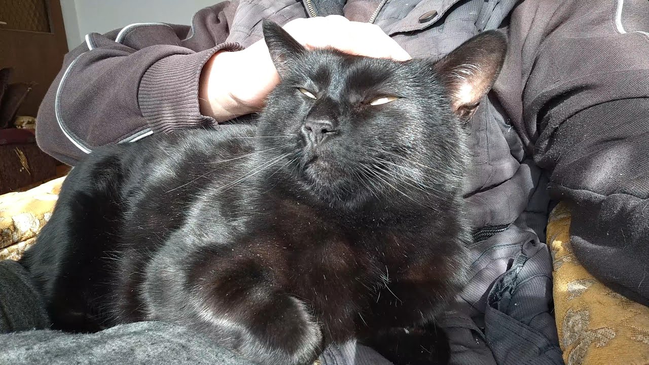 Cozy Cat Purring Smoothly in Daddy's Lap | Relaxing & Soothing Moment