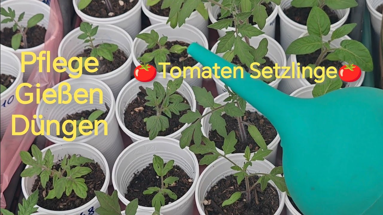 aloe vera direktsaft bio Bio Aloe Vera Direktsaft, keine Rückverdünnung – WILD BABOON main image 0