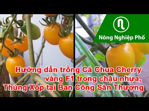 Video: Hướng Dẫn Trồng Cà Chua Vàng: Các Loại Cà Chua Có Màu Vàng