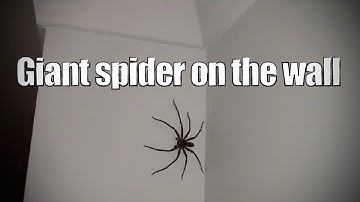 Giant spider on the wall (extra video)
