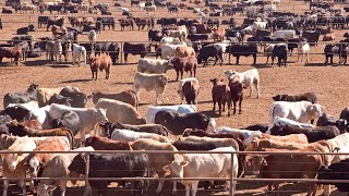 American Ranchers Raised 337 Million Beef Cattle In 2023 This Way