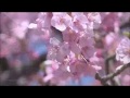 非常优美的大提琴曲《樱花 - Sakura》 Tina Guo 郭婷娜
