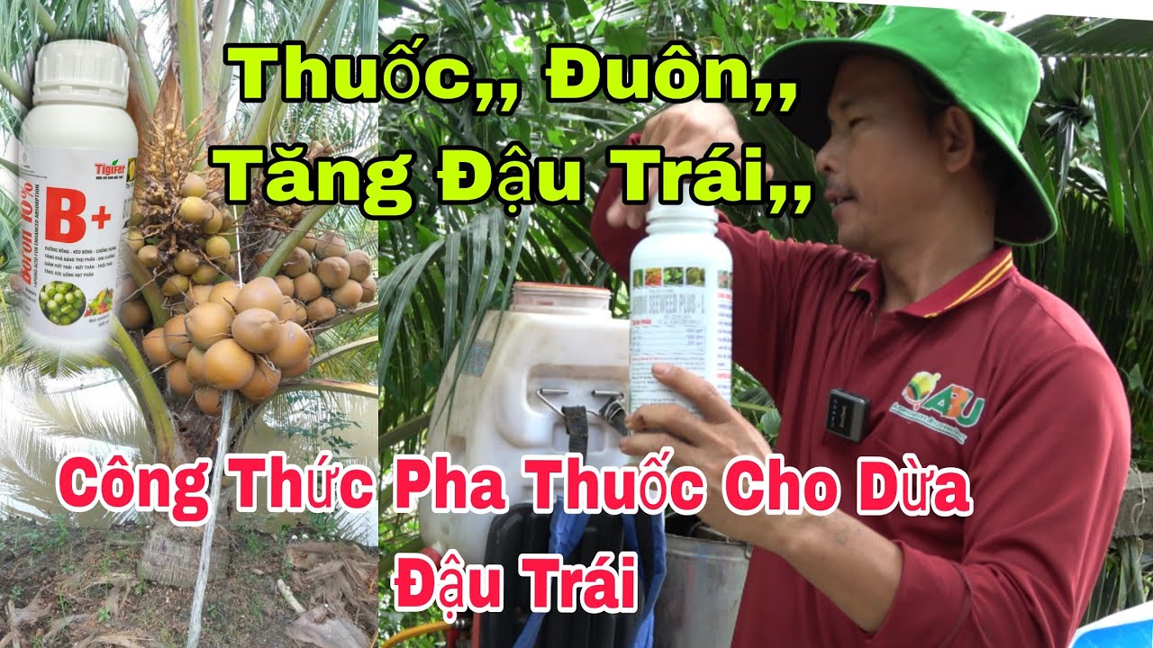 kĩ thuật phun thuốc,, thuốc tăng đậu trái dừa,, chống rụng trái,, thuốc trị đuôn dừa