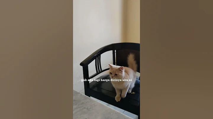 Video 10129151: cats kucing pets catlover, cats kitten catlover pets, cats pets catlover funny, kitten kucing catlover cute