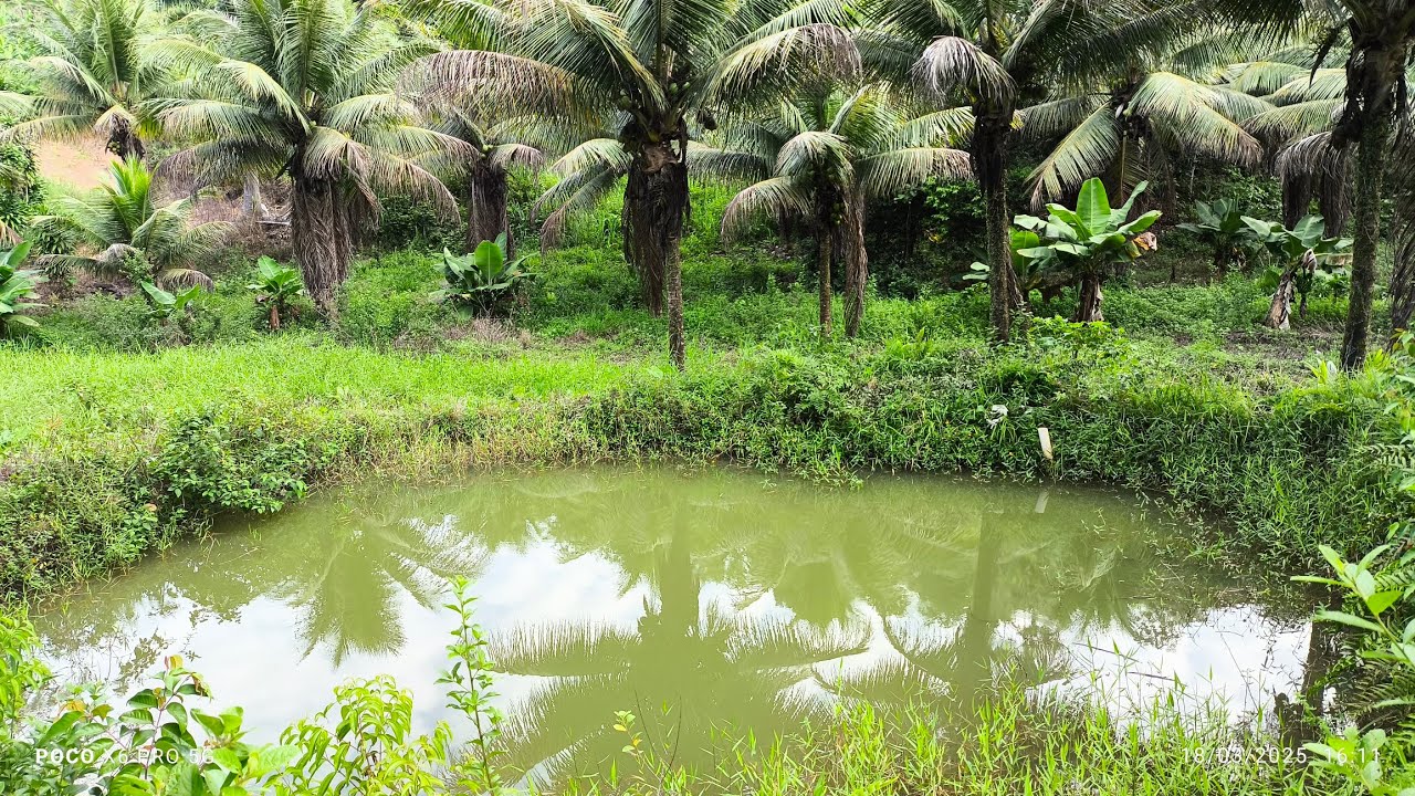 Lindo sítio na zona rural de Catende PE 1  km da cidade 10 hectares $400 mil