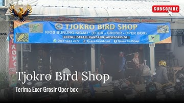 STOK BURUNG DI TJOKRO MELIMPAH || TJOKRO BIRD SHOP DEPOK