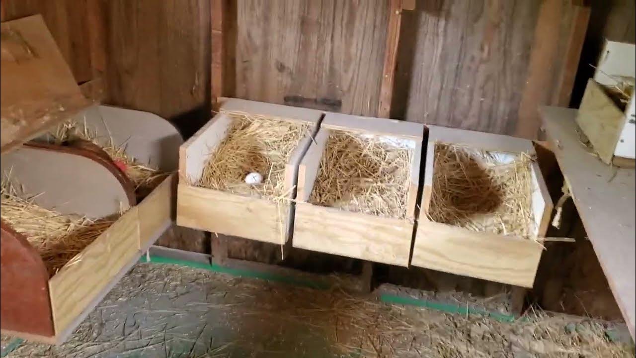 Chicken manure control tactic to keep coop clean. Easy fix. Keeps your