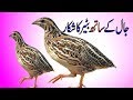 Quail hunting pakistan | Batair Ka Shikar | Amaizing Quail hunting pakistan | Hunting Pakistan Mp3
