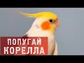 Попугай Корелла / Ко мне прилетел попугай Корелла