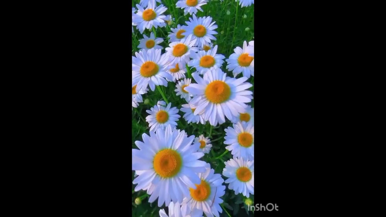 РОМАШКИ 💥💞автор слів ЮХИМ КОРОЛЬ Щасливої весни та відмінного самопочуття! 💞