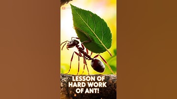 " Lessons Of Hard Work Of ANT " 🔥✨ #LessonOfHardWork #AntsInspiration #shorts  #NeverGiveUp