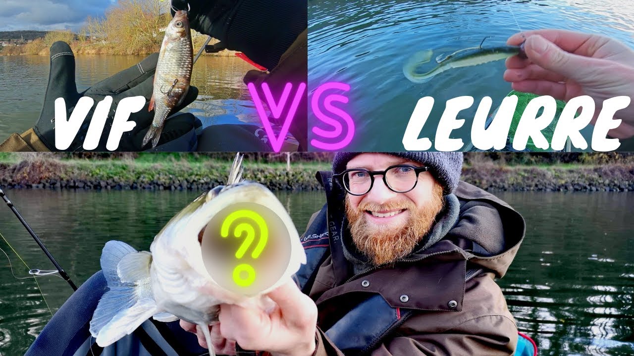 GROS sandres en verticale: vif vs leurre!