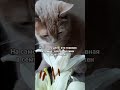 Муж решает котмишель Cat кот котики юмор настроение позитив мем Funnycats Муж решает котмишель Cat кот котики юмор настроение позитив мем Funnycats