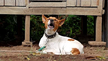 Suara Anjing Menangis dan Meratap | A Dog is Crying and Howling