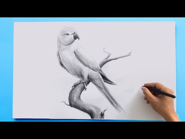 Buy Parrot Colored Pencil Drawing Print Online in India - Etsy