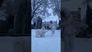 Blue hour with my samoyeds