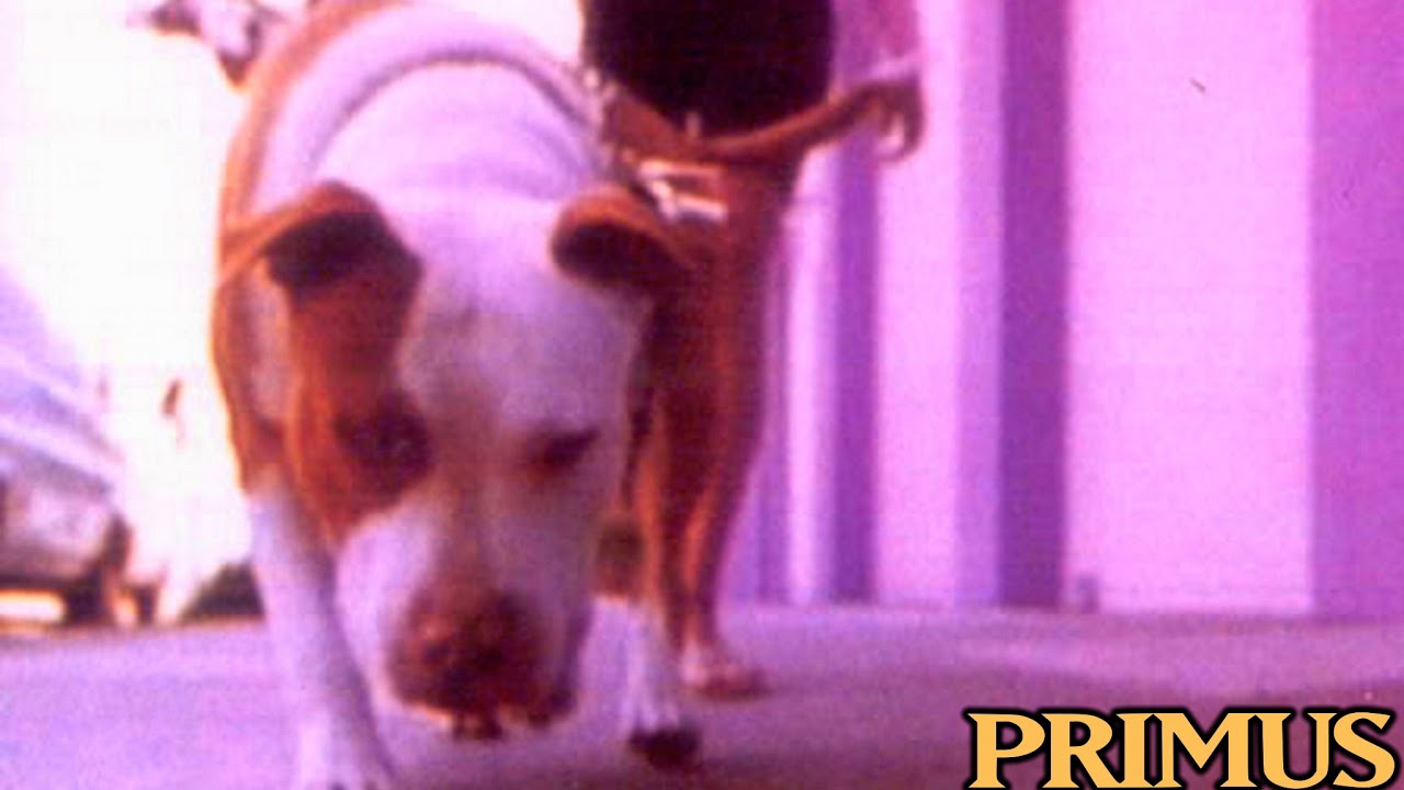 PRIMUS JERRY WAS A RACECAR DRIVERS DOWNLOAD PRIMUS JERRY WAS A RACECAR WINDOWS XP DRIVER DOWNLOAD