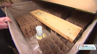Cricket boom: Take a tour of this Twin Cities cricket farm | FOX 9 Good Day