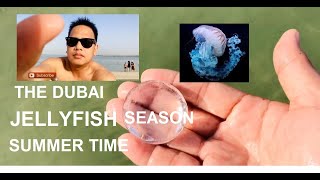 Jellyfish Season | La Mer Beach, Dubai | Jumeirah Beach | Couple Love Beaches