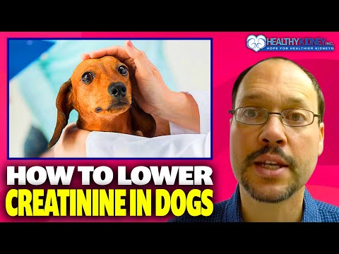 Video: Over-the-counter Eye Ointments for Dogs