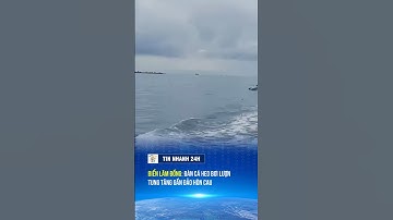 Đàn cá heo xuất hiện ở biển Lâm Đồng  #tintuc #news #caheo #lamdong