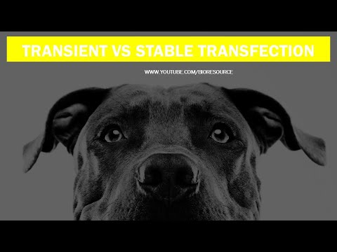 Stable Vs Transient Transfection