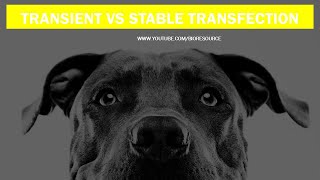 Stable Vs Transient Transfection