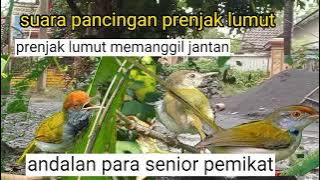 suara pancingan burung prenjak lumut betina memanggil jantan