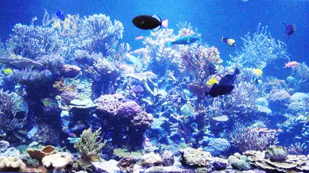 Aquarium magnifique n°13 harpe, musique relaxante/zen, douce