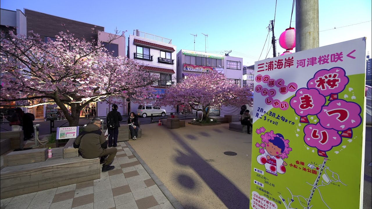 [2026年最新】三浦海岸 河津桜まつりを散歩｜満開の桜と菜の花、京急電車の絶景コラボ